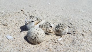 Plovers and nest (1).jpg